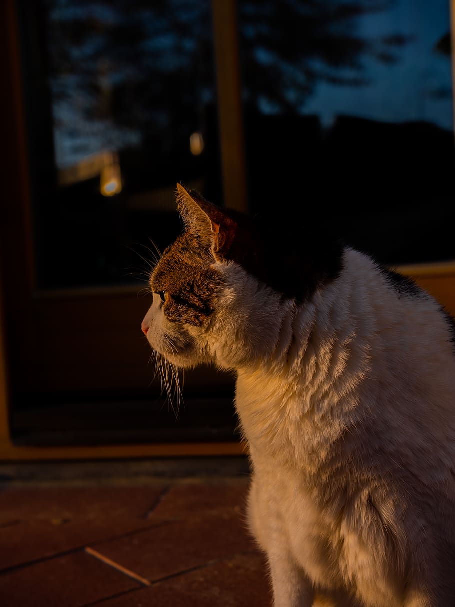 austria, cat, animal, sunset, mammal, domestic animals, pets HD wallpaper