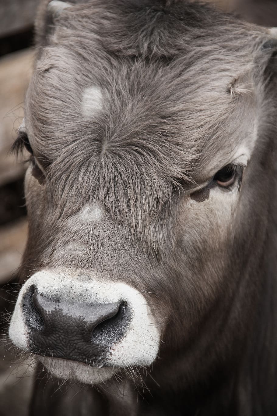 mammal, animal themes, livestock, domestic, domestic animals HD wallpaper
