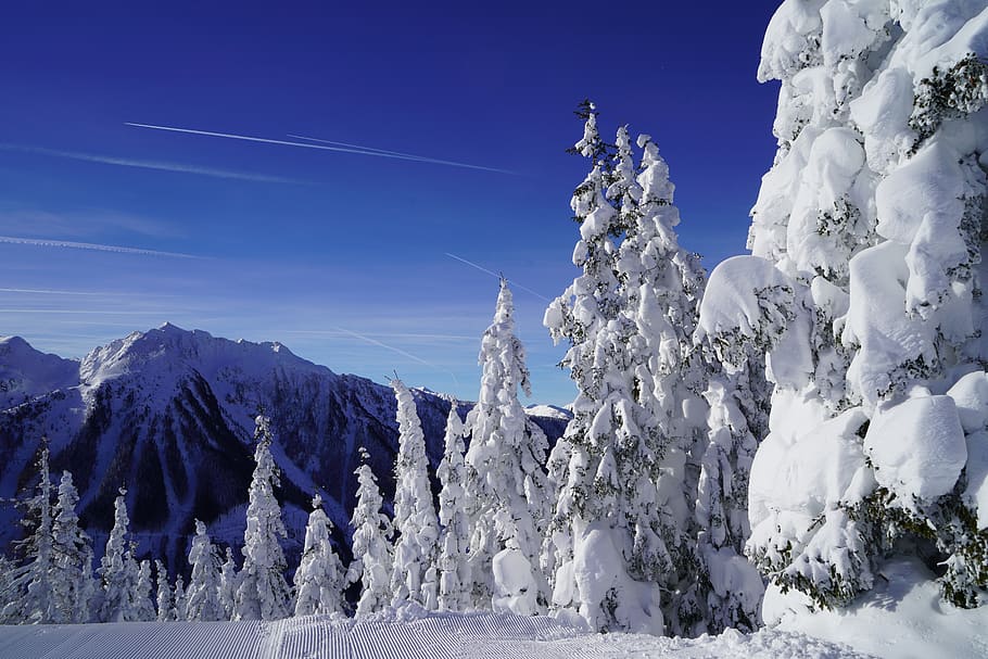 snow covered trees during winter, nature, outdoors, plant, ice HD wallpaper