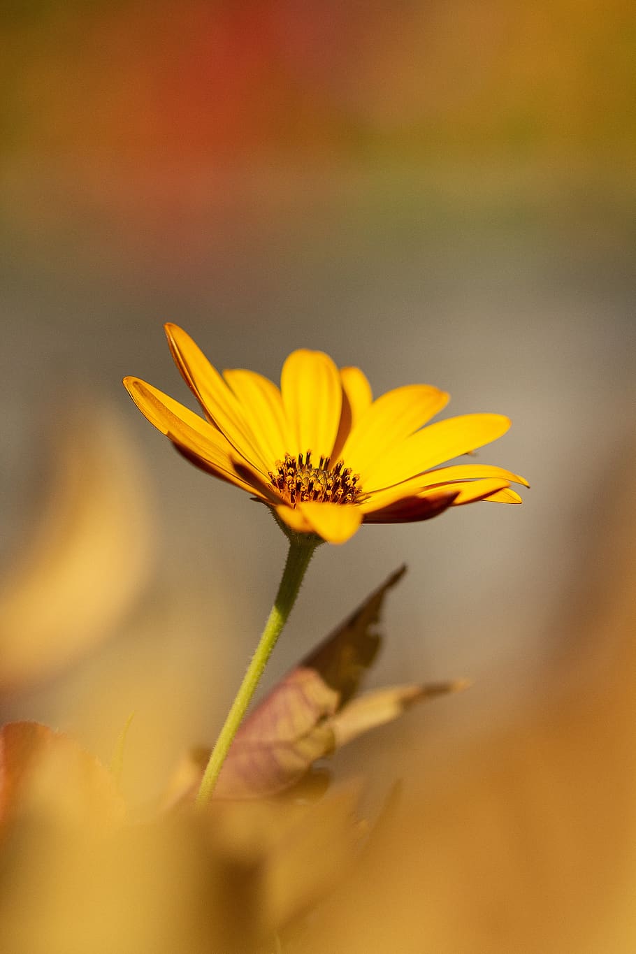 flower, orange, macro, blossom, bloom, colorful, background HD wallpaper