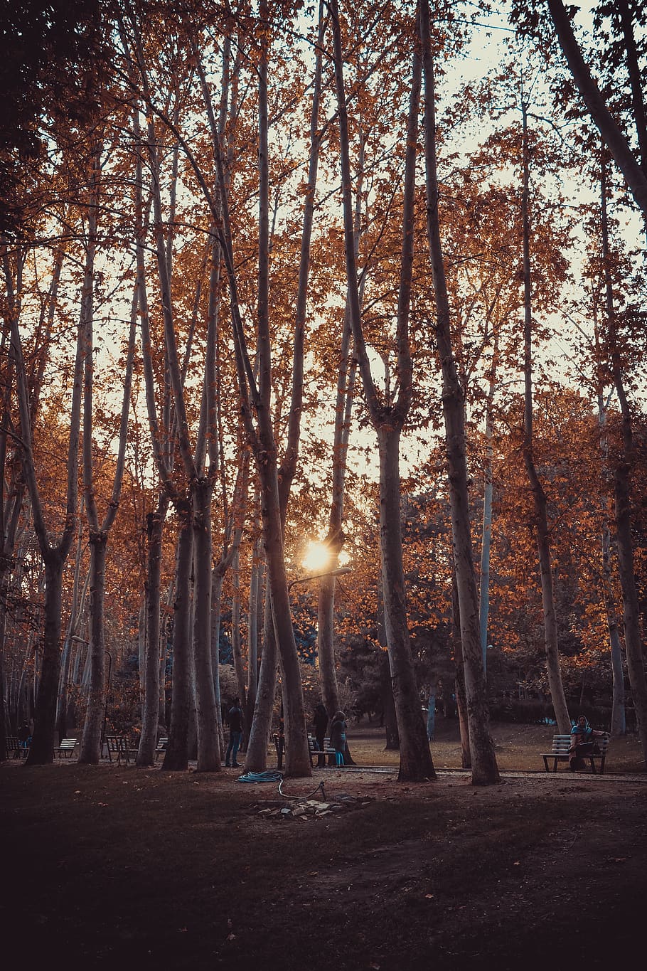 light, flare, tree, plant, human, person, sunlight, nature HD wallpaper
