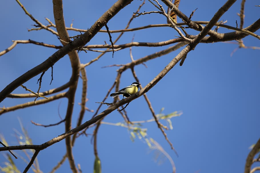 bird, branches, sky, yellow, plumage, sitting, tree, animals in the wild HD wallpaper