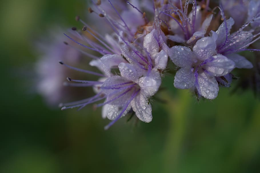 flower, blossom, bloom, dew, water, nature, spring, garden HD wallpaper
