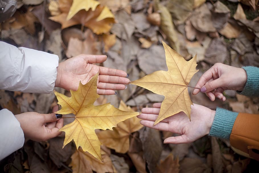 two persons holding maple leaf, plant part, autumn, human body part HD wallpaper