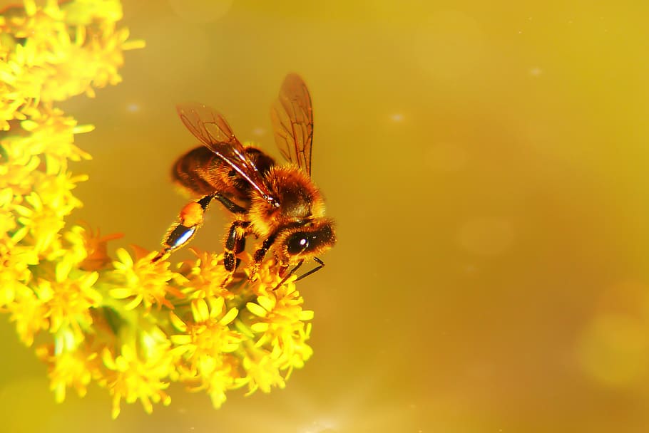 bee on yellow flower, invertebrate, honey bee, animal, insect HD wallpaper