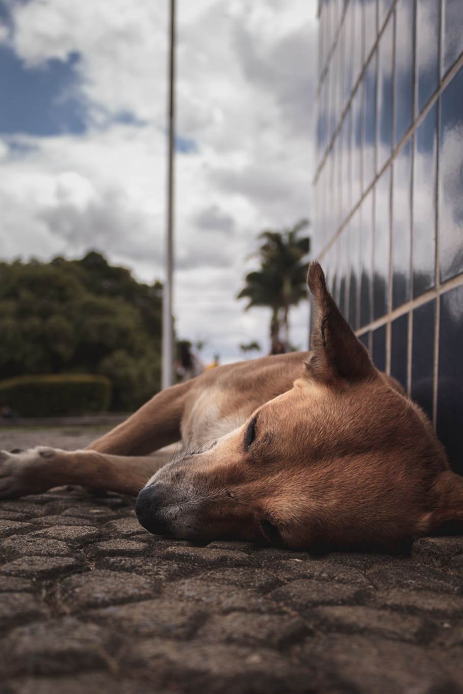 Hd Wallpaper Brazil Vicosa Sleeping Cute Street Photography Beauty Wallpaper Flare