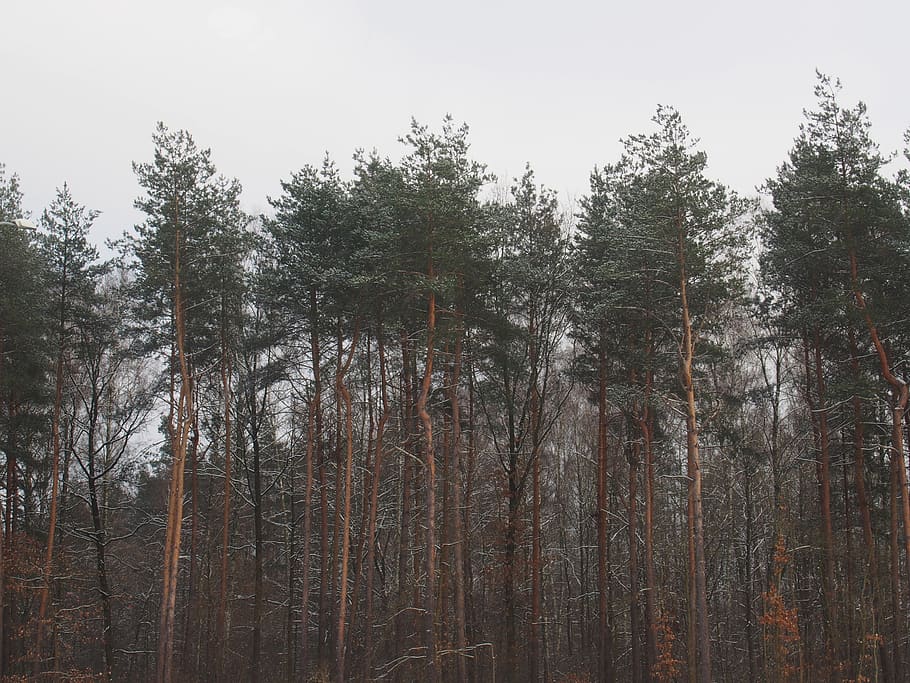 forest, woods, trees, nature, plant, growth, tranquility, land HD wallpaper