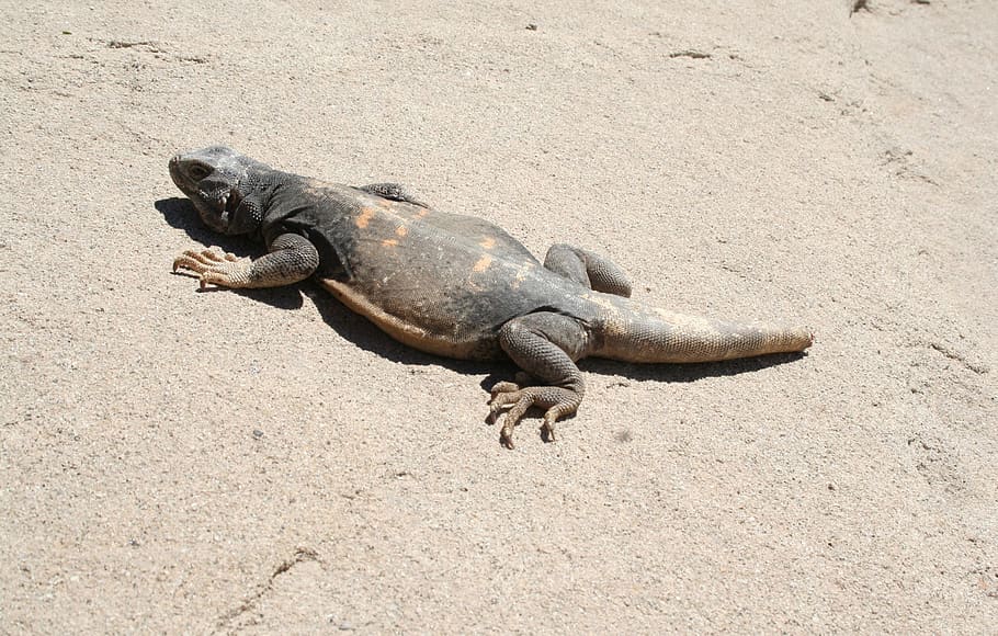 chuckwalla, lizard, chuckwalla lizard, nature, wildlife, animal themes HD wallpaper