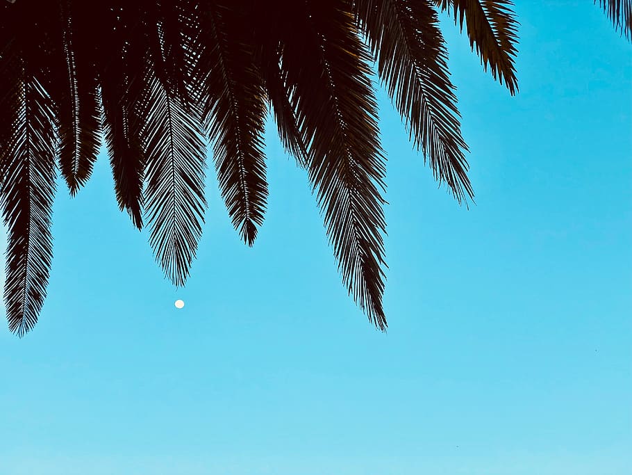 Silhouette Photography Of Palm Tree, coconut tree, paradise, tropical climate HD wallpaper