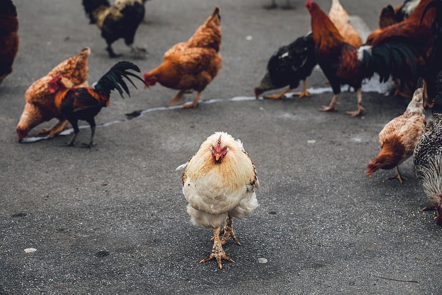 flock on chicken on road, domestic animals, animal themes, pets HD wallpaper