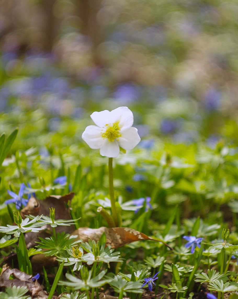 flower, blossom, white, spring, nature, bloom, flowering plant HD wallpaper