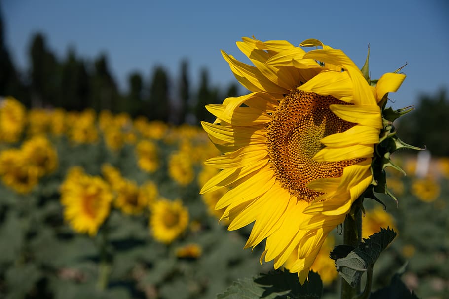sunflower, wind, beaucaire, nature, summer, yellow, plant, blue HD wallpaper