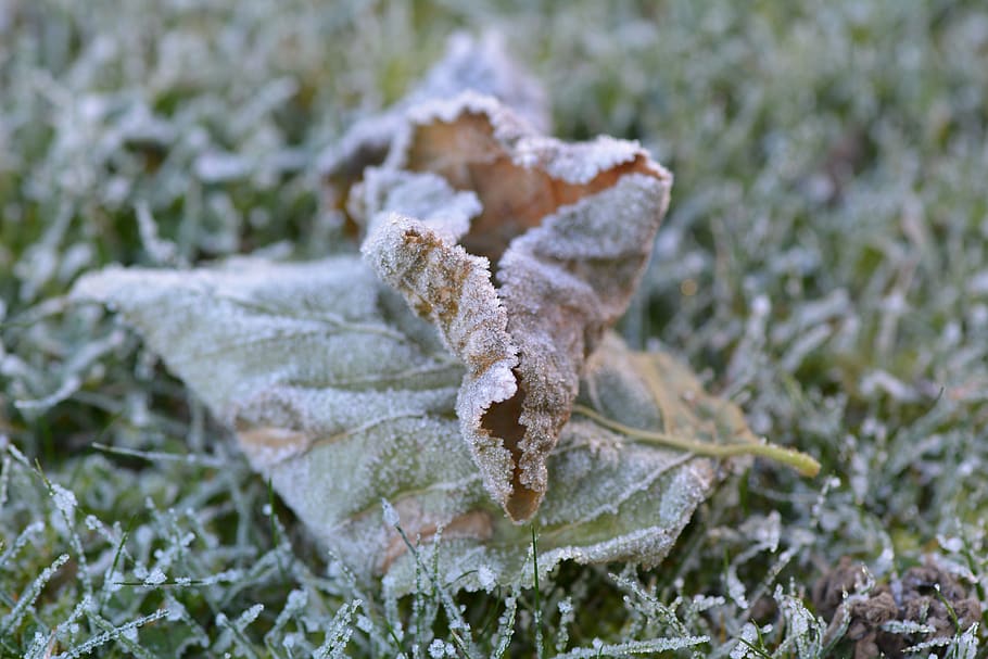 leaf, frozen, cold, winter, nature, grass, ice, hoarfrost, eiskristalle HD wallpaper