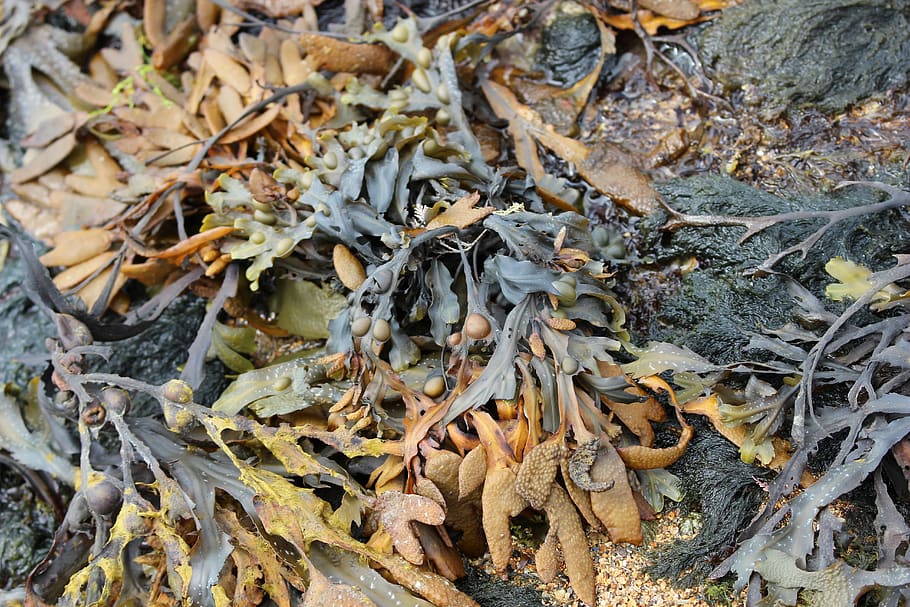 seaweed, seaside, rock, pool, nature, marine, texture, kelp HD wallpaper