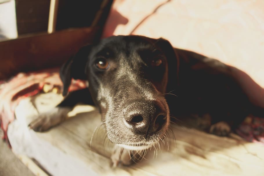 dog, canine, one animal, pets, domestic, domestic animals, mammal HD wallpaper