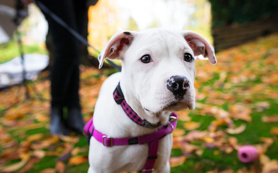 canada, vancouver, domestic, canine, dog, pets, domestic animals HD wallpaper