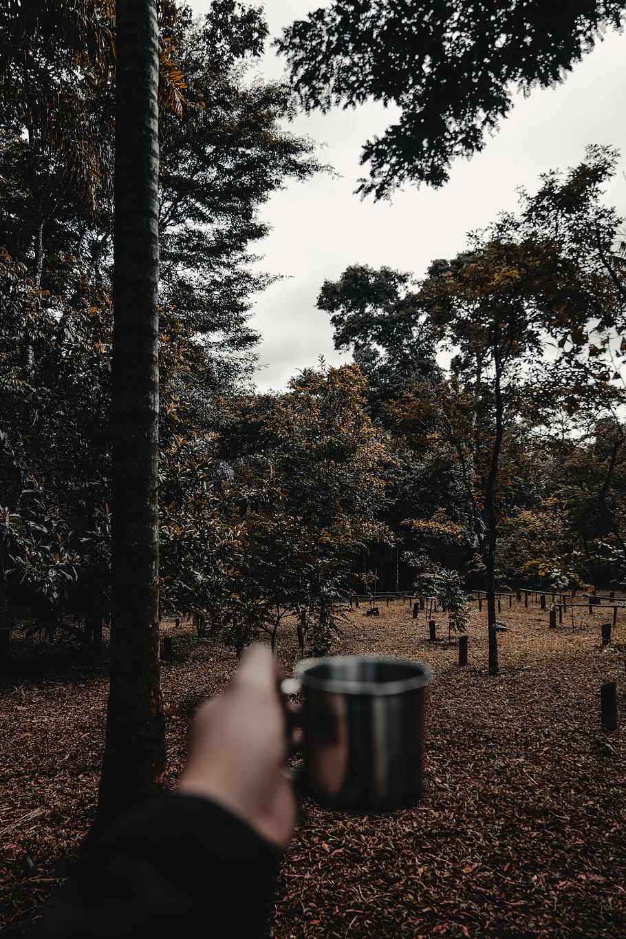 Tree drink