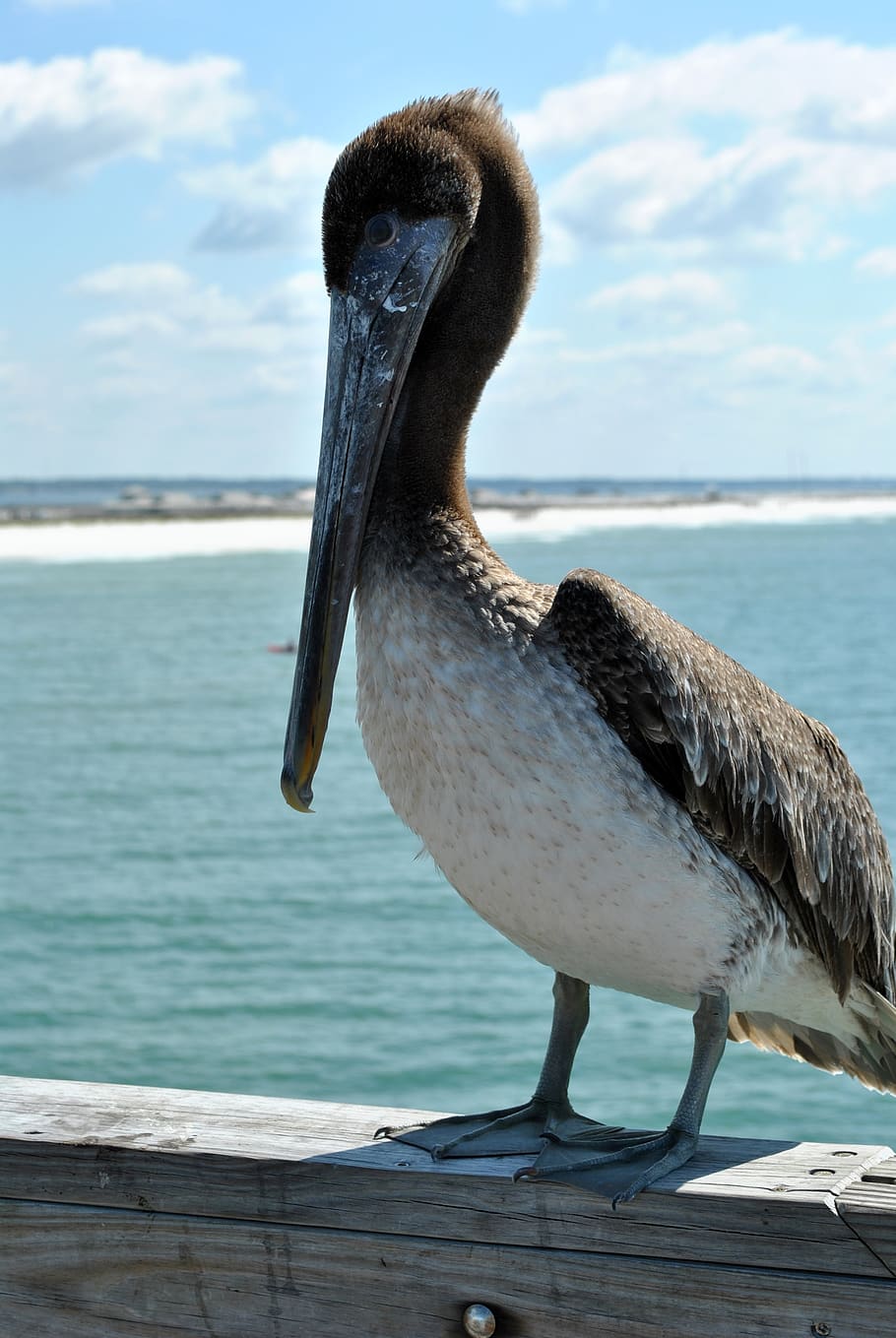 beach, pier, seagull, ocean, florida, water, bird, animals in the wild HD wallpaper