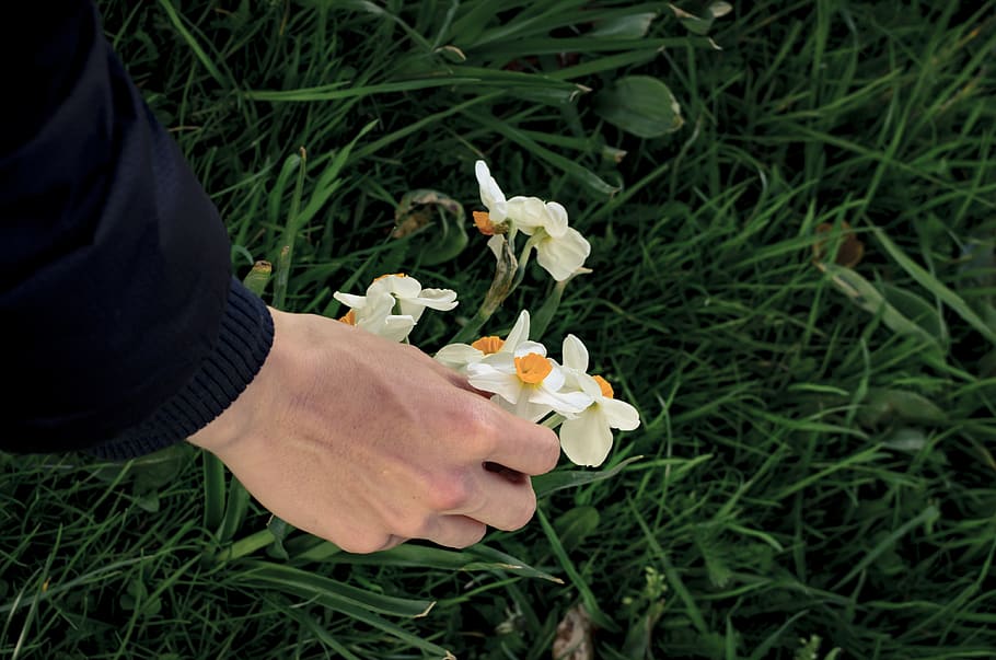 spring, flower, plant, human hand, human body part, flowering plant HD wallpaper