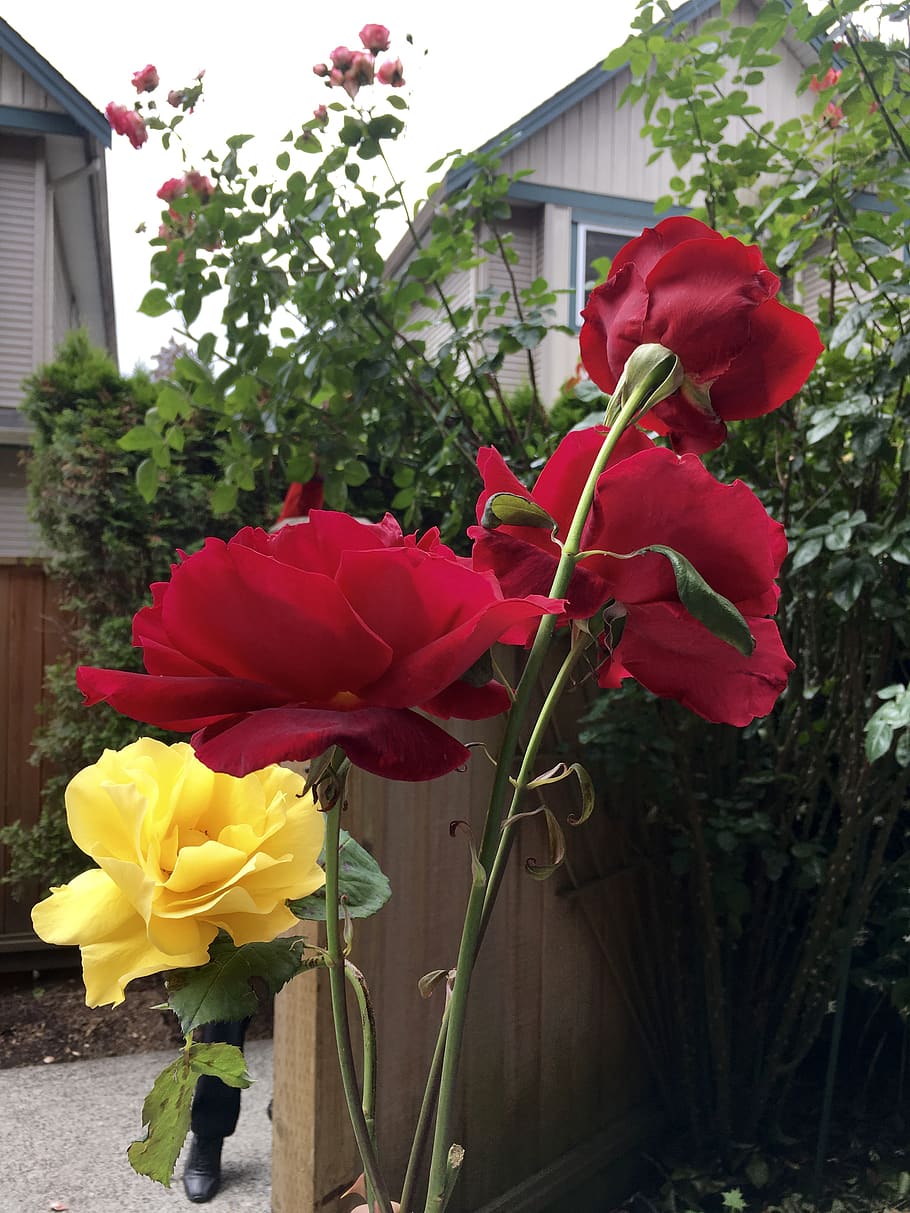 canada, vancouver, romance, red, roses, valentines, flowers HD wallpaper