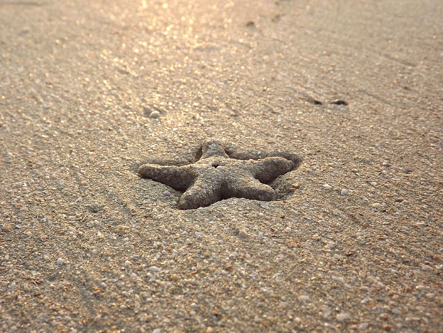 starfish, beach, sea, ocean, coast, sand, animal, animal wildlife HD wallpaper