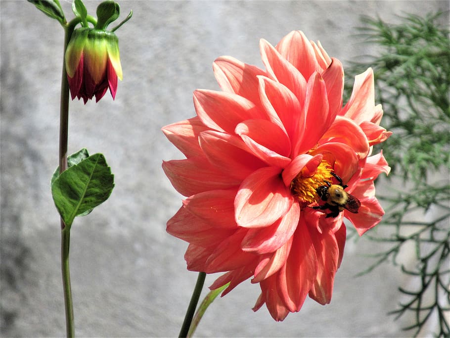canada, hampstead, flower, flowering plant, fragility, petal HD wallpaper