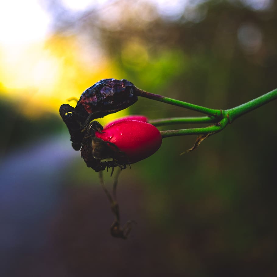 berry, red, dead, contrast, cold, macro, focus, winter, focus on foreground HD wallpaper