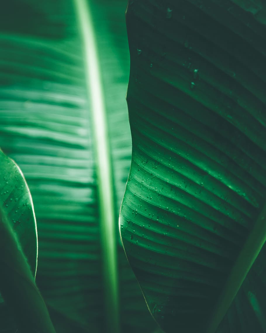 green banana leaves, leaf, plant, texture, water, pattern, tropical HD wallpaper