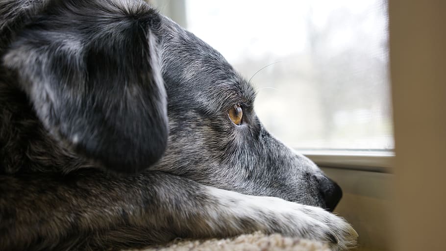 puppy, dog, eye, reflection, fur, one animal, animal themes HD wallpaper