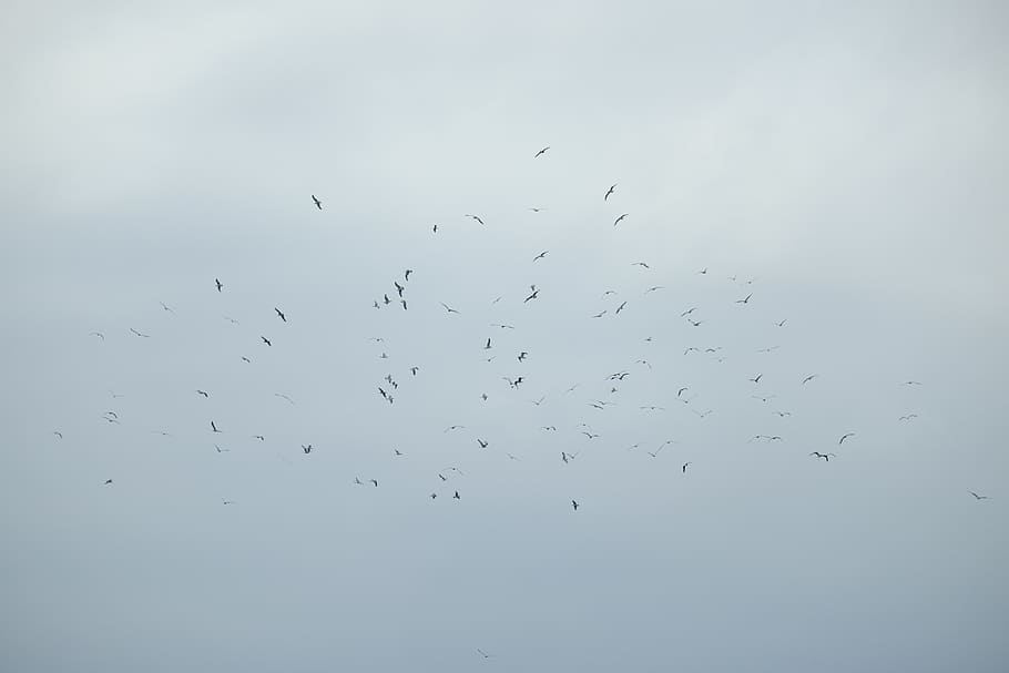 birds, sky, seagulls, group, fly, wallpaper, animal, animal themes HD wallpaper