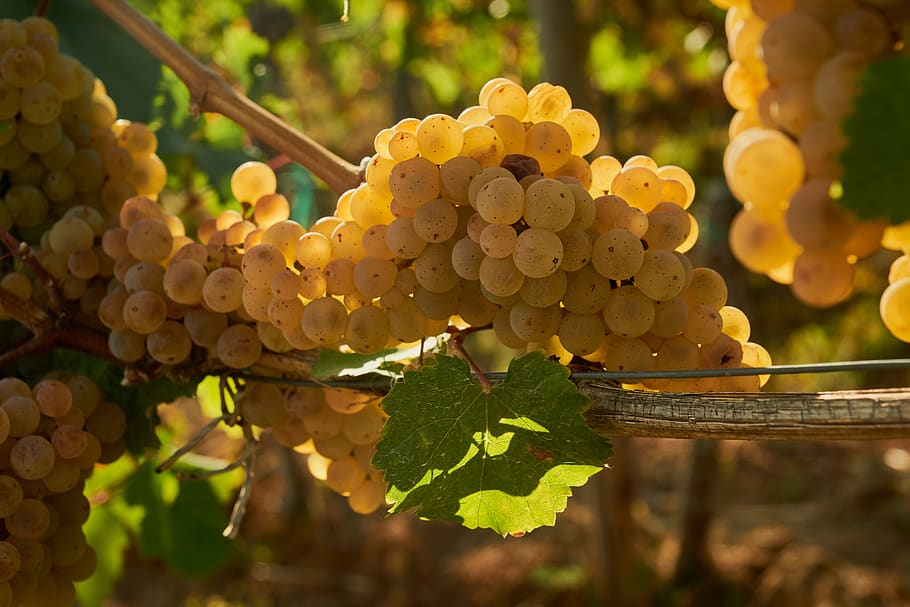 wine, grapes, vine, winegrowing, grapevine, ripe, nature, food HD wallpaper