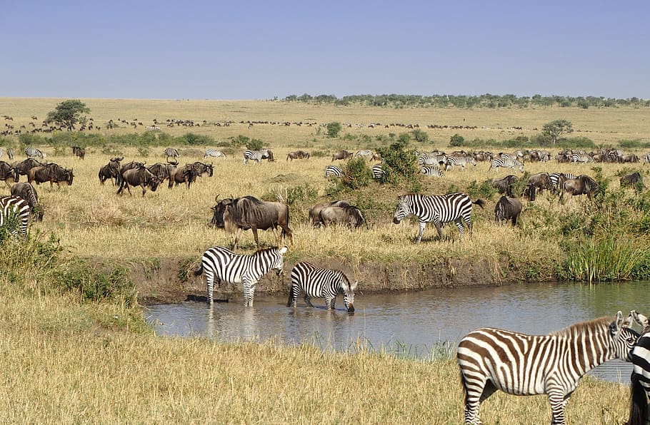zebra in the field under blue sky, wildlife, mammal, masai mara