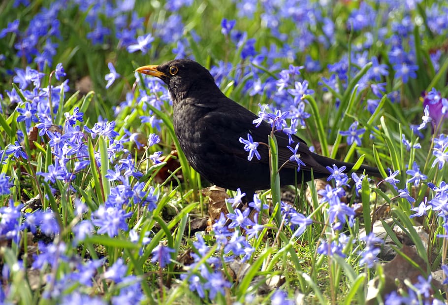 blackbird, meadow, foraging, flowers, plant, animal themes HD wallpaper