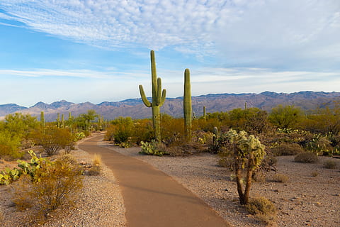 green cactus during daytime, plant, flora, road, desert, saguaro national park HD wallpaper