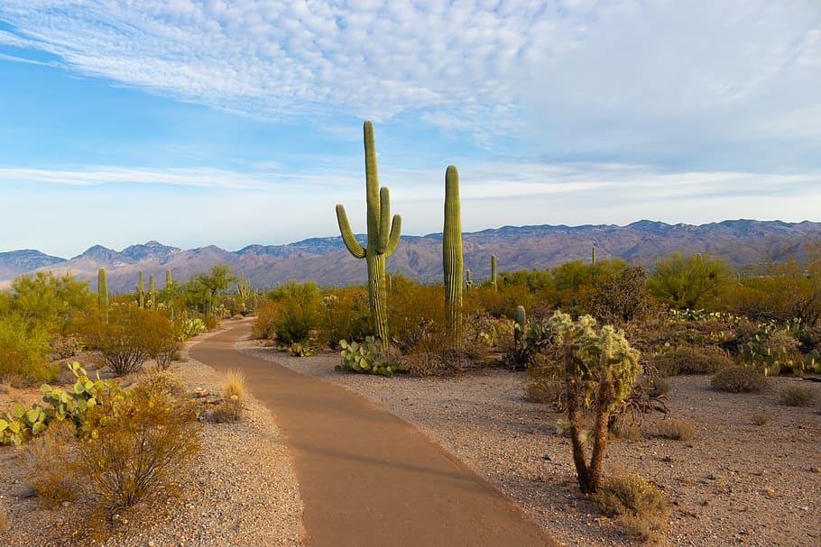 green cactus during daytime, plant, flora, road, desert, saguaro national park, HD wallpaper