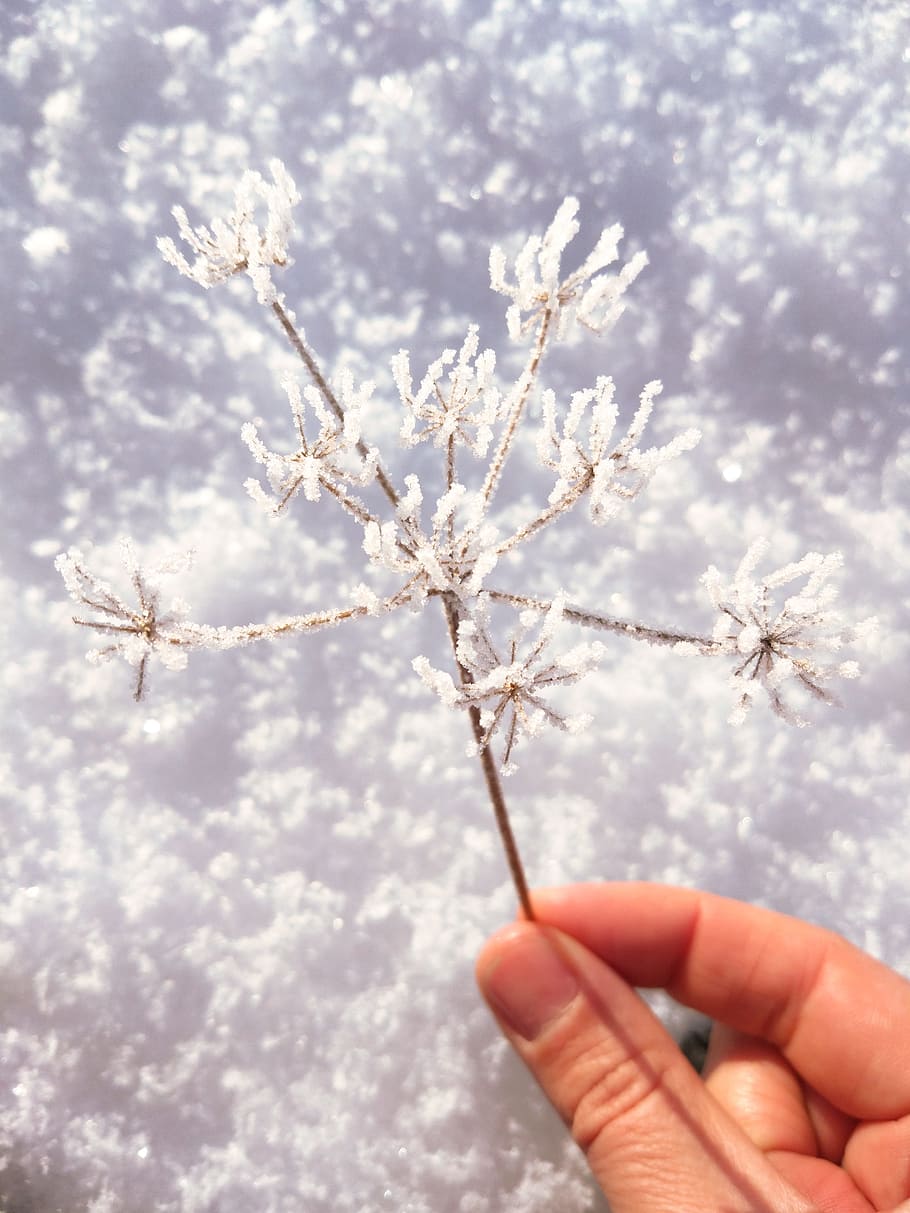 Person Holding Flower Covered With Snow, cold, colors, daylight HD wallpaper