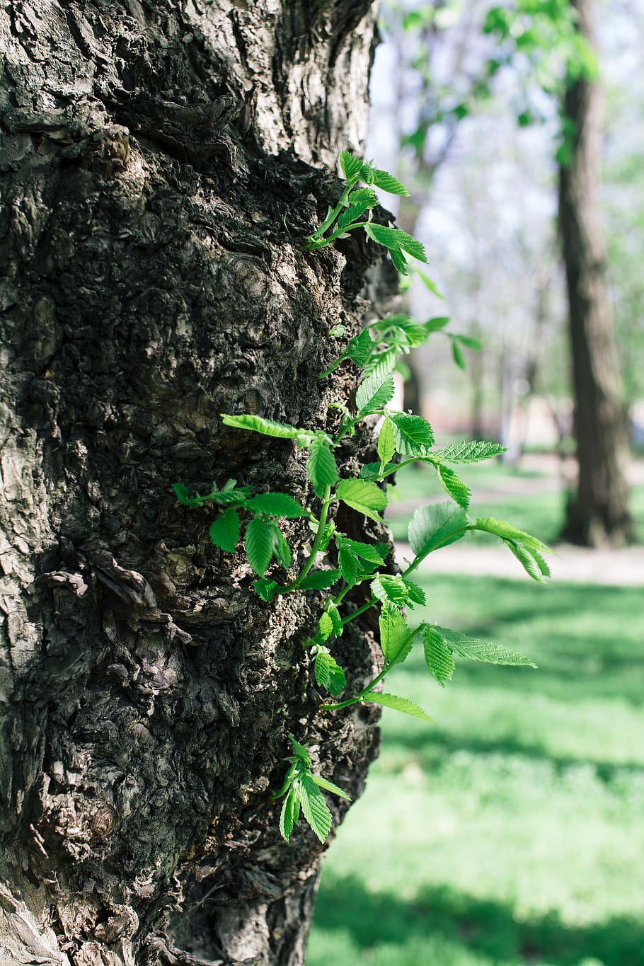 park, green, leaf, plant, nature, bokeh, close up, tree, bark HD wallpaper