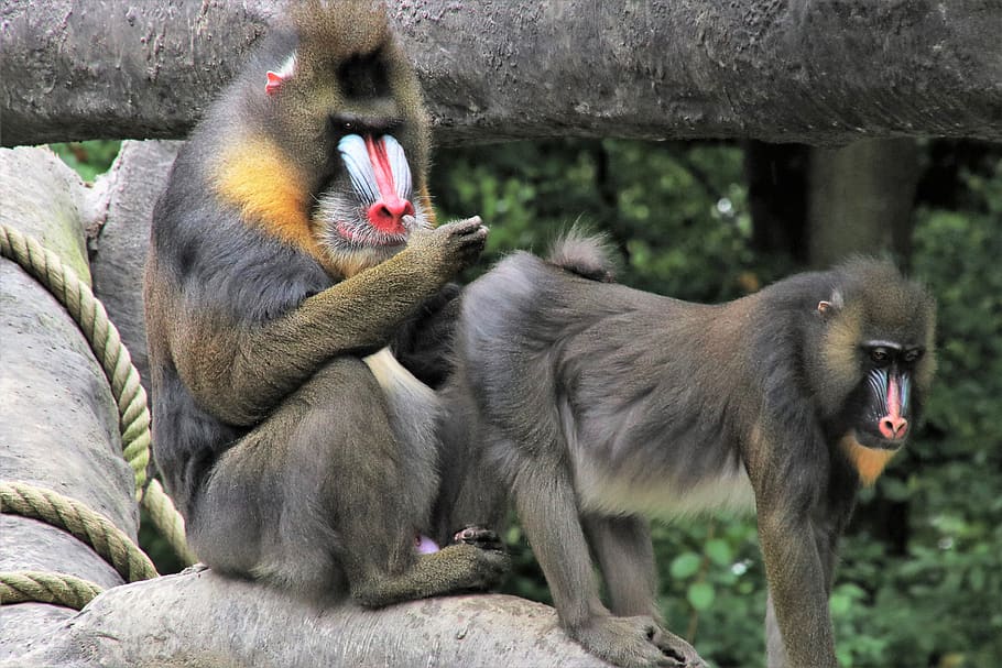 baboon, monkey, it, she, total, para, the creation of, sit HD wallpaper