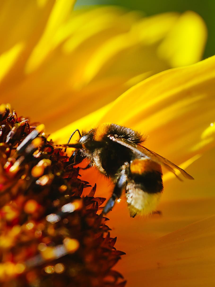 sunflower, hummel, blossom, bloom, yellow, nature, close up HD wallpaper