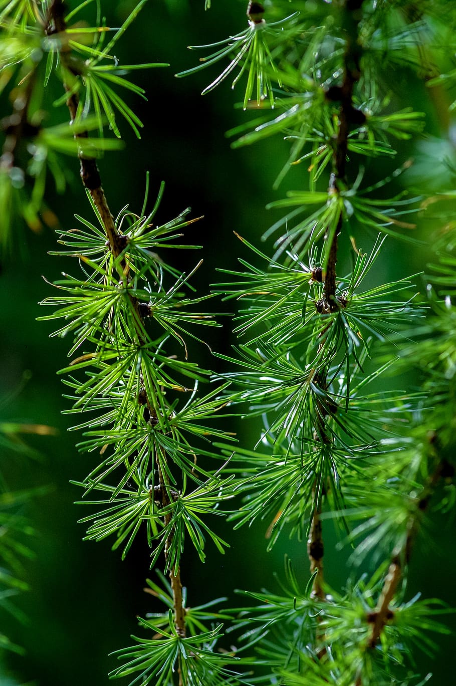 green pine leaf tree, plant, conifer, larch, nature, aptekarskiy ogorod HD wallpaper