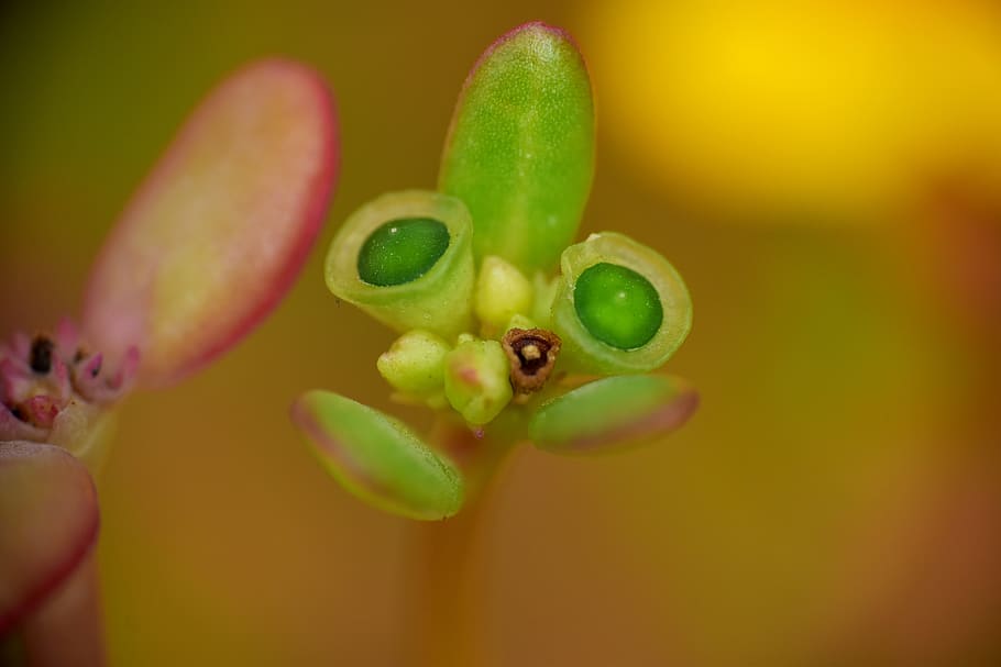 budding leaf, budding shoot, buds, nature, macro, close-up HD wallpaper