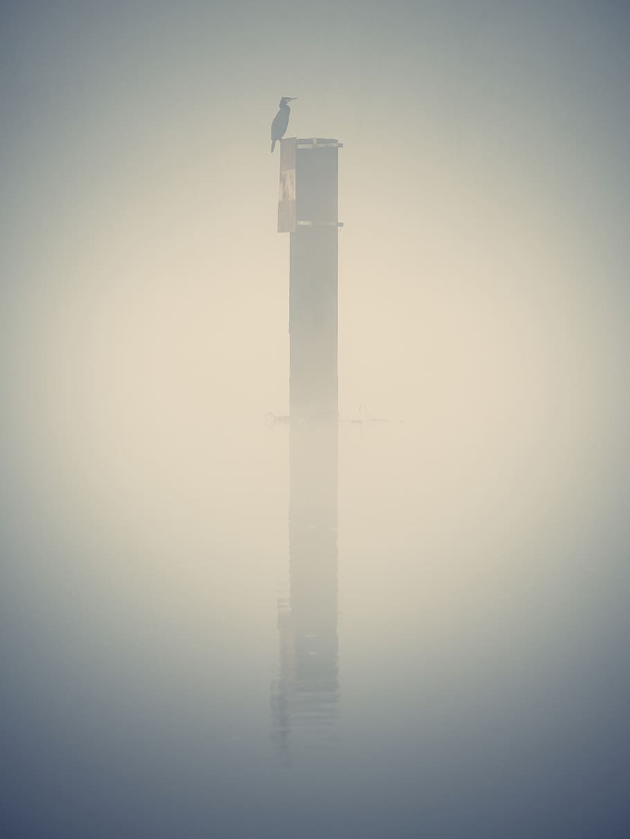 black bird on post, nature, weather, fog, mist, outdoors, smoke HD wallpaper