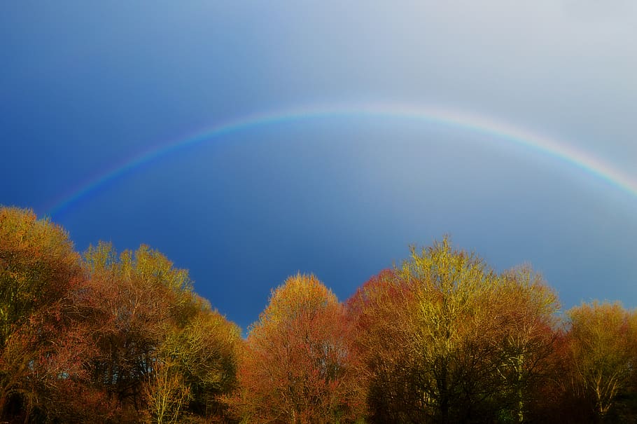 forest, sky, blue sky, rain, rainbow, trees, autumn, winter HD wallpaper