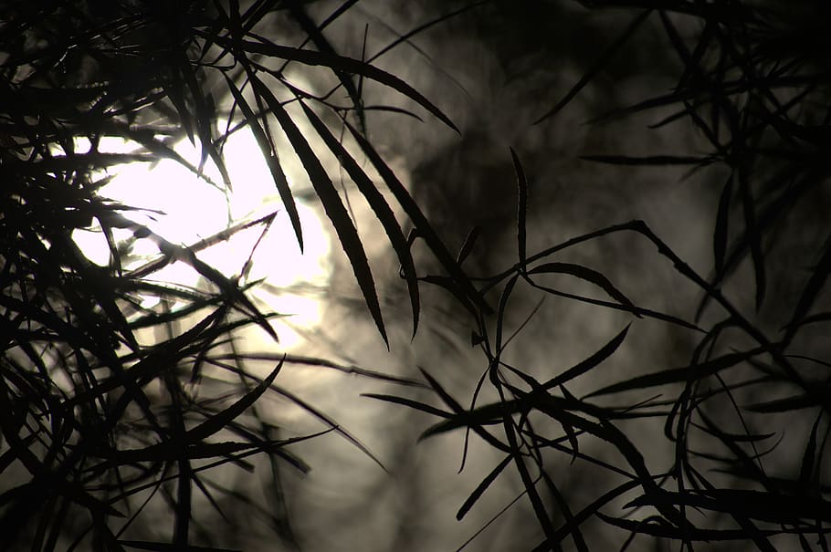 dark, scary, branch, branches, spooky, halloween, night, silhouette HD wallpaper