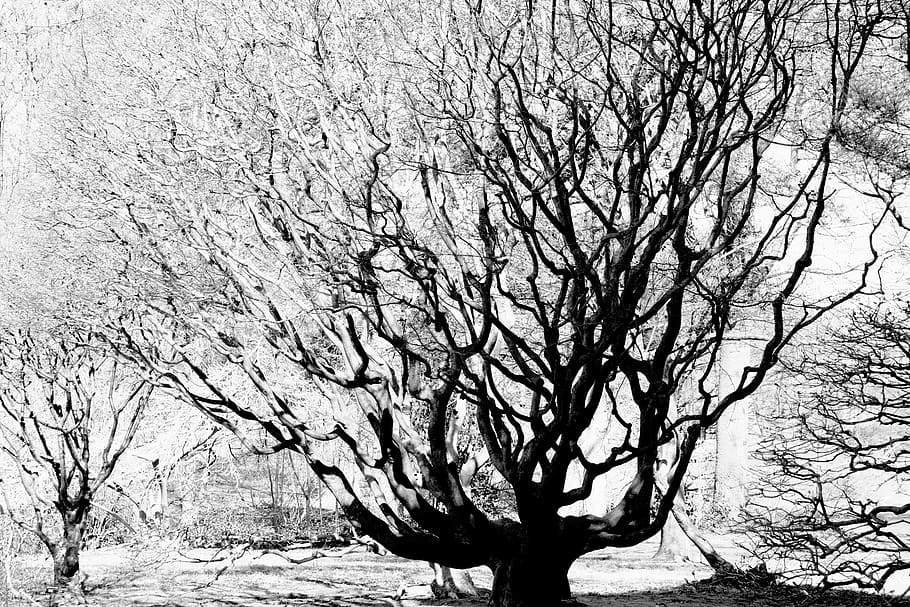 plant, tree, oak, tree trunk, sycamore, annonaceae, willow HD wallpaper