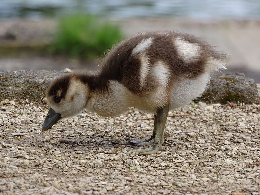 goose, nilgans, chicks, water bird, wild goose, plumage, poultry HD wallpaper