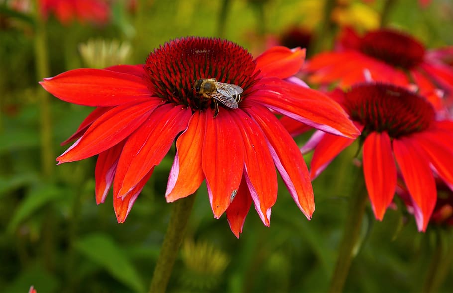 garden, bee, nature, flowering plant, fragility, petal, flower head HD wallpaper