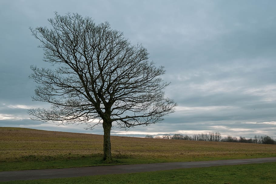 winter, tree, path, nature, landscape, wintry, sky, outdoors HD wallpaper
