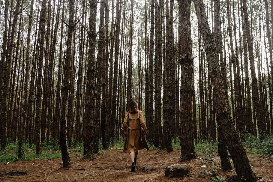 Woman In The Middle Of Forest, environment, nature, trees, walking HD wallpaper