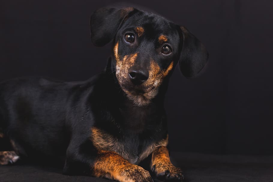 adult black and tan dachshund laying on black surface, animal